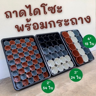 ถาดไดโซะวางต้นไม้พร้อมกระถาง 2  นิ้ว 54 ใบ, 3 นิ้ว 24 ใบ,  5 นิ้ว  15  ใบ ถาดเพาะเมล็ด เพาะต้นกล้า