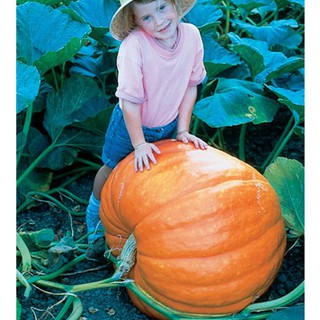 เมล็ด ฟักทองยักษ์ พันธุ์ บิ๊กแม็กซ์ - Big Max Giant Pumpkin