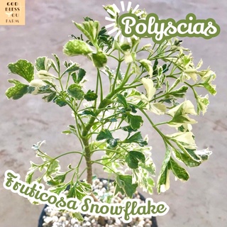 [เล็บครุฑด่าง] Polyscias Fruticosa Snowflake ไม้ใบ ไม้สวย ไม้ฟอก ไม้ฟอกอากาศ ไม้ประดับ ไม้หายาก ไม้ดอก ไม้ด่าง