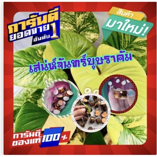 💥สินค้า💥ขายดีอันดับ1💥เสน่ห์จันทร์บุษราคัม แม่พันธุ์ด่าง ด่างชัว 100 % (ขายแบบข้อตา)  ไม้มงคล เสริมโชคลาภ (โปร5ชิ้น/แพ็ค)