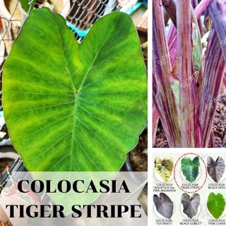 1 ต้น Colocasia Tiger Stripe บอนลายเสือ บอนป่าหายาก ลายต้นสวยชัด ลายใบโดดเด่น ปลูกประดับสวยงาม ส่งแบบตัดใบ