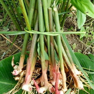 ข่าตาแดง1กก.#พร้อมปลูก