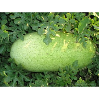 เมล็ด แตงโมชาร์ลิสตอน - Charleston Gray Watermelon