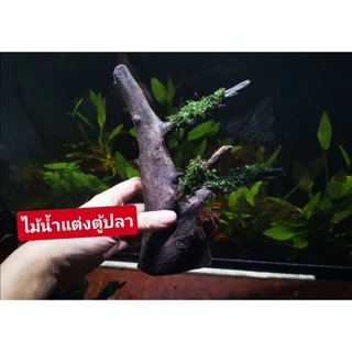 ไม้น้ำแต่งตู้ปลาขอนไม้ติดมอส ❤️ ขอนไม้ใหญ่พันมอสขนาดไม่เกิน15cm.