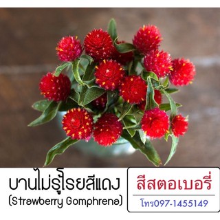 เมล็ดพันธุ์ บานไม่รู้โรยสีแดง Strawberry Gomphren