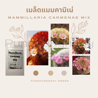 เมล็ดกระบองเพชร เมล็ดแคคตัส เมล็ด Mammillaria carmenae mix 20 เมล็ด