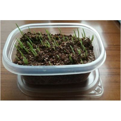 🔥ชุดปลูก ครบชุดพร้อมปลูก ต้นอ่อนข้าวสาลี ออร์แกนิค ปลอดสารเคมี หญ้าแมว🔥 กล่อง - รูปที่ 3