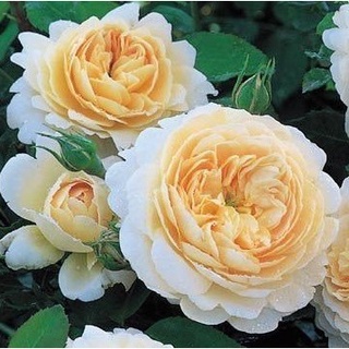 30 เมล็ด กุหลาบ พันธุ์ Crocus Rose Seeds ดอกใหญ่ นำเข้าพร้อมคู่มือ