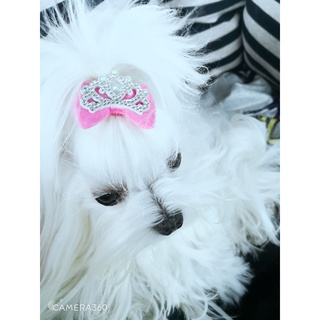 กิ๊บมงกุฏ งาน Handmade สำหรับสัตว์เลี้ยง