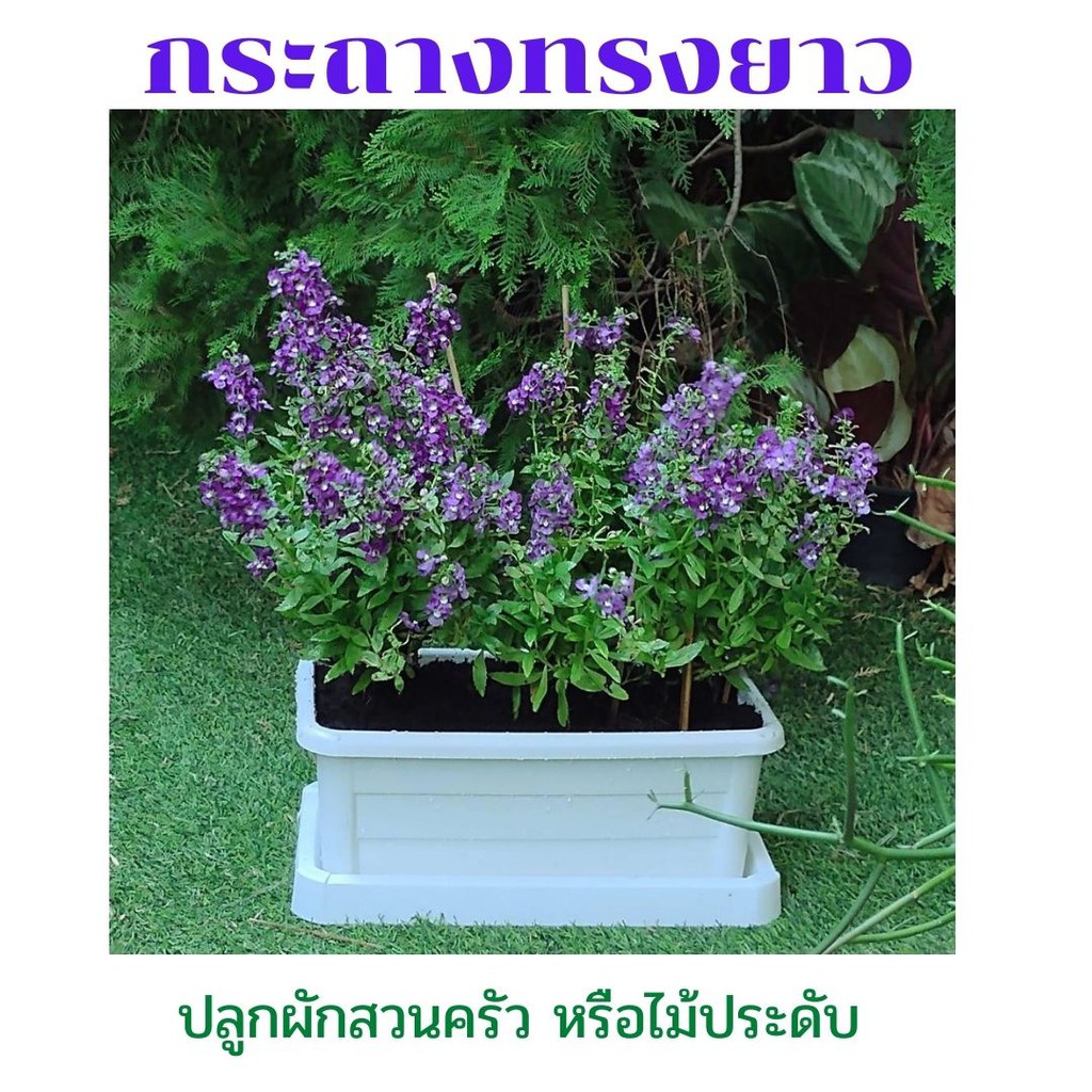 กระถางต้นไม้พลาสติก ทรงยาว ปลูกผักสวนครัว งผักสลัด ไม้ประดับ พลาสติกเนื้อดี เจาะรู พร้อมจานรอง