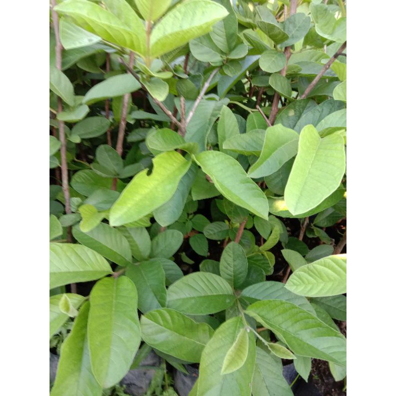 ต้นฝรั่งหวานพิรุณ/เนื้อหวานกรอบ/แบบตอนกิ่งขนาด70-80เซนฯ - รูปที่ 2