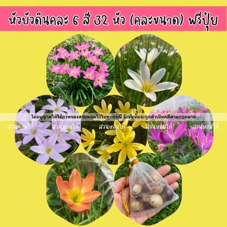 🌼หัวบัวดินจัดชุดหลายสี🌼
