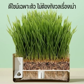 SKISOPGOต้นหญ้าแมวพร้อมทาน หญ้าแมว เมล็ดข้าวสาลี เมล็ดพันธุ์คุณภาพ กระป๋องอลูมิเนียม อัตราการงอกสูง