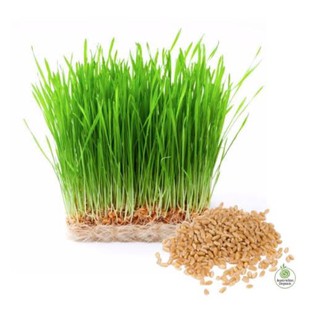 เมล็ดพันธุ์ ข้าวสาลี (WHEAT GRASS)บรรจุ 10 กรัม สามารถตัดใบไปคั้นน้ำทานได้