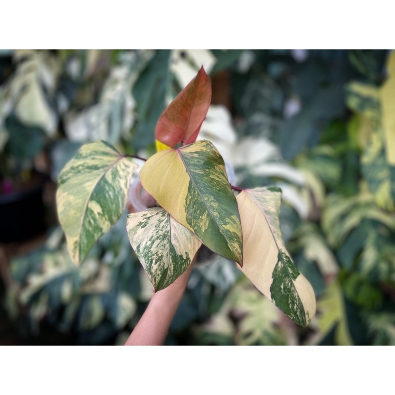 philodendron strawberry shake variegated