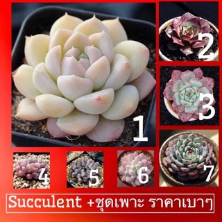 เมล็ดพันธุ์ ไม้อวบน้ำนำเข้า”ของแท้”🌺(50เมล็ด+ชุดเพาะ)