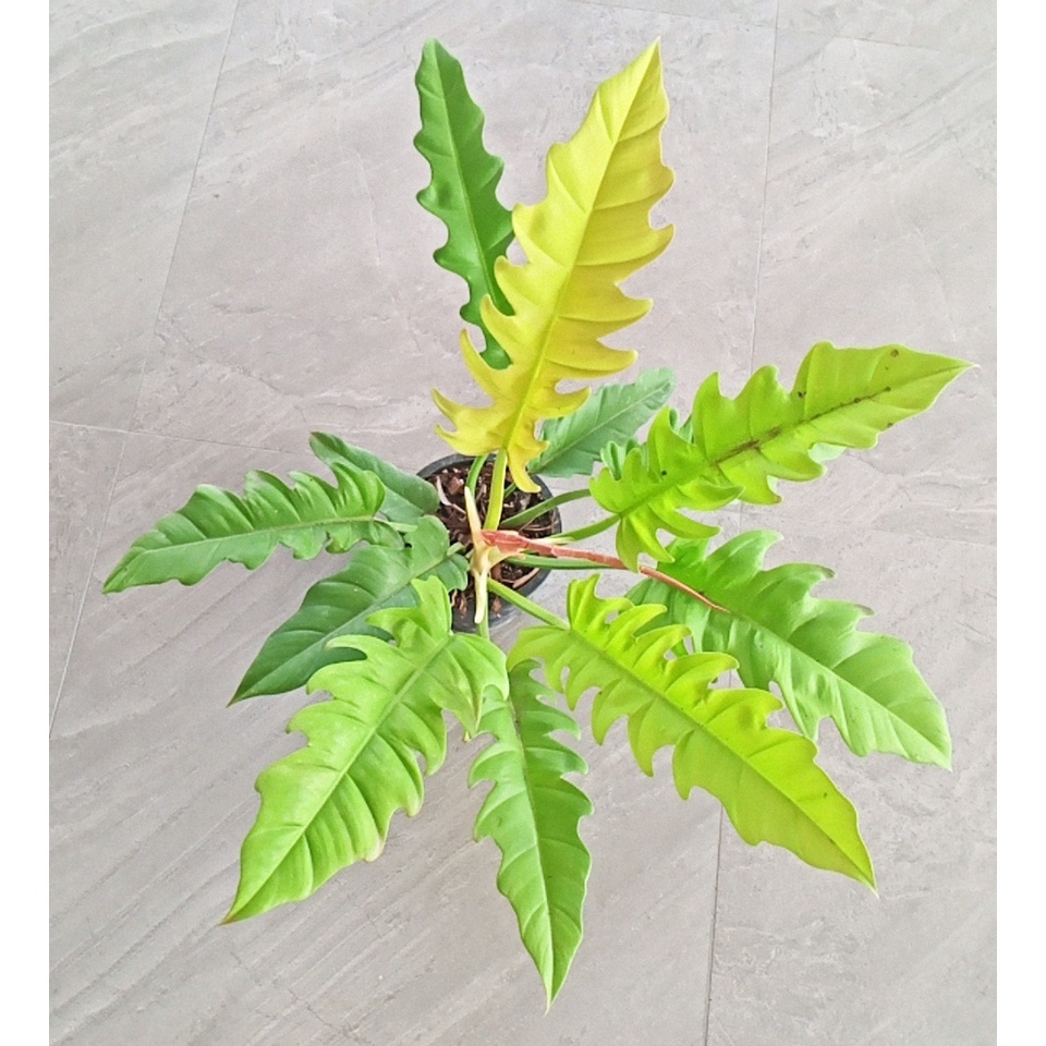 (ส่งฟรี)ฟิโลเดนดรอน ใบเลื่อยสีทอง  Philodendron golden saw