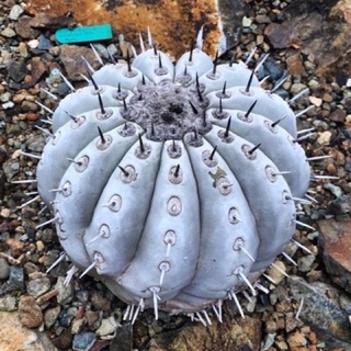 ☃️Copiapoa ☃️cinerea 10เมล็ด.-89