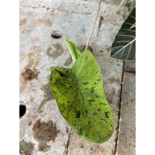 Colocasia mojito 🖤🖤💚💚ดำดี สีไม่ตก 💚💚🖤🖤