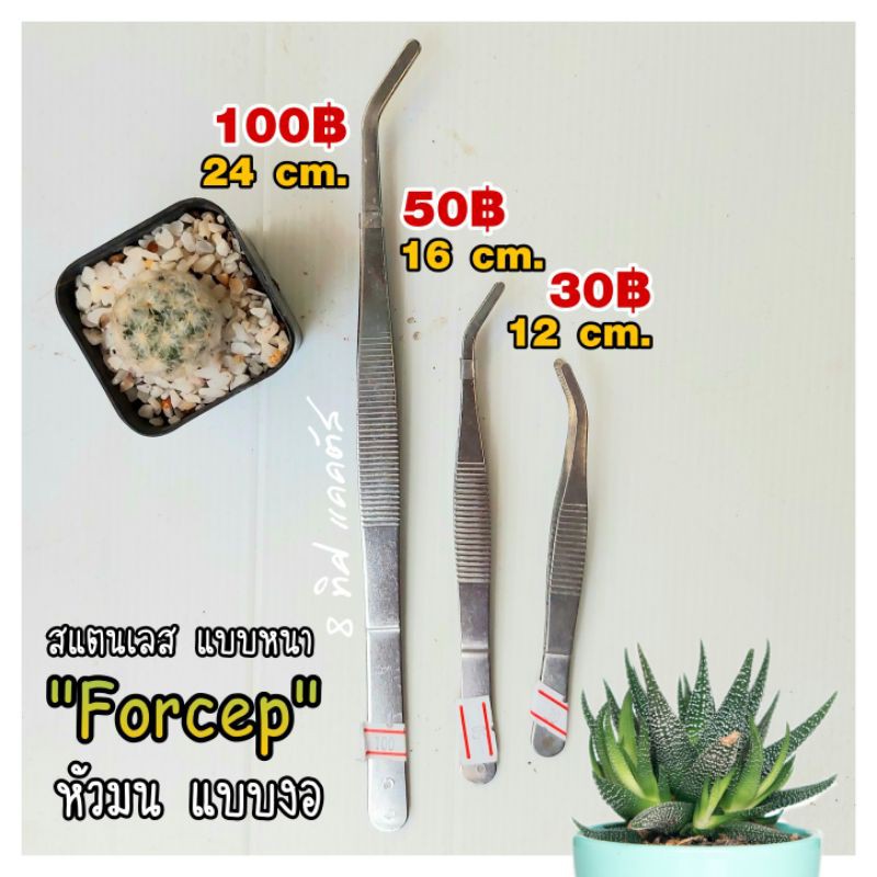 ***** ((ล้างสต๊อก ลด 50%)) ฟอร์เซฟ สแตนเลส // forcep ฟอร์เซฟ ที่คีบ แคคตัส กระบองเพชร