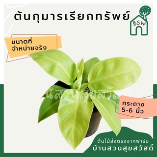 กุมารเรียกทรัพย์ กระถาง 5-6 นิ้ว