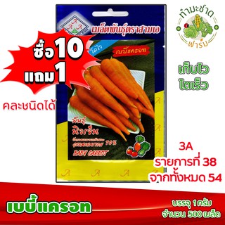 (ซื้อ10แถม1) เมล็ดพันธุ์ เบบี้แครอท Baby Carrot ประมาณ 500เมล็ด 3A สามเอ ผักสวนครัว เมล็ดพันธุ์พืช เมล็ดผัก เม็ดผัก