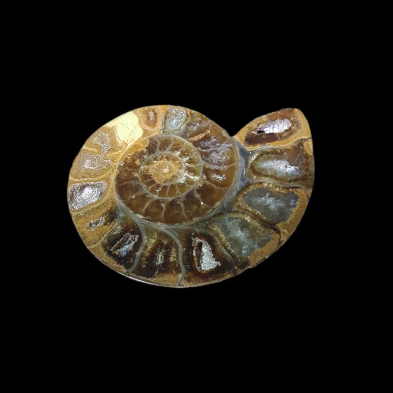 #Ammonite fossil#ฟอสซิลหอย #แอมโมไนต์ 
#หินธรรมชาติ

