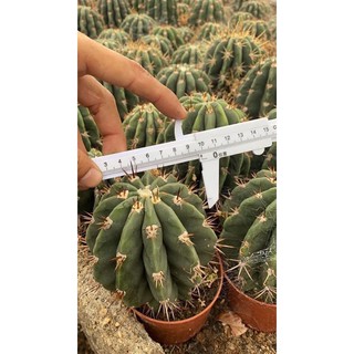 Echinopsis rhodotricha  อิชินอปซิส ไม้สายดอก ตัวสายพันธุ์แปลก