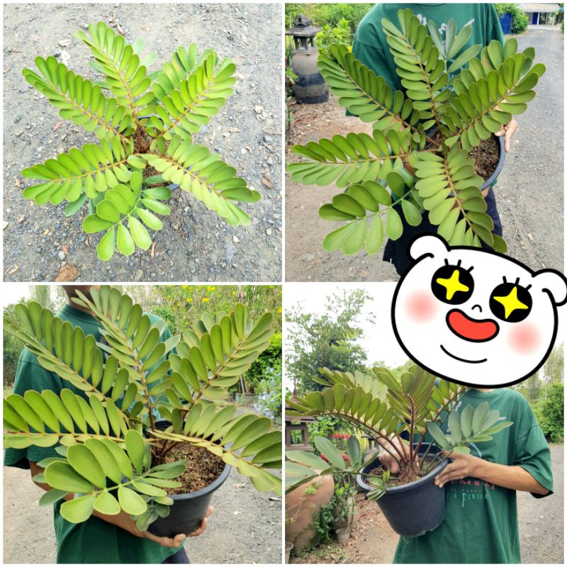 ปรงแม็กซิกัน 📌ไซส์ต้นใหญ่ สุดคุ้มZamia furfuracea L.f. ex Aiton