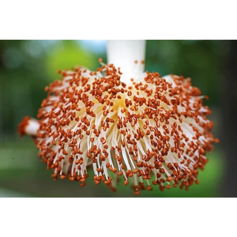 เมล็ดเบาบับดิจิทาทา 40 เมล็ด 99 บาท รูปที่ 2