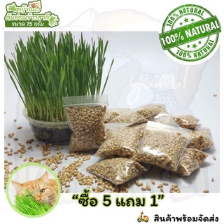 ซื้อ5แถม1🌱🌾เมล็ดข้าวสาลีชุดทดลองปลูกสำหรับสัตว์เลี้ยง