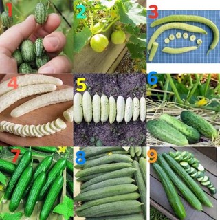 เมล็ด แตงกวา ( Cucumber Seed ) นำเข้า ของแท้.. จำนวนเมล็ดอยู่ที่รายละเอียดสินค้านะคะ