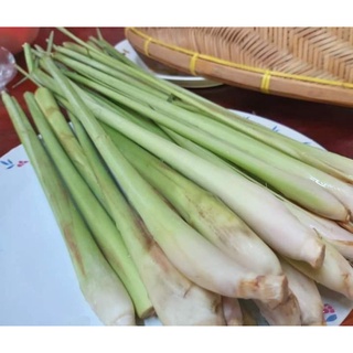 พันธุ์​ตะไคร้หยวก1กก50บาท