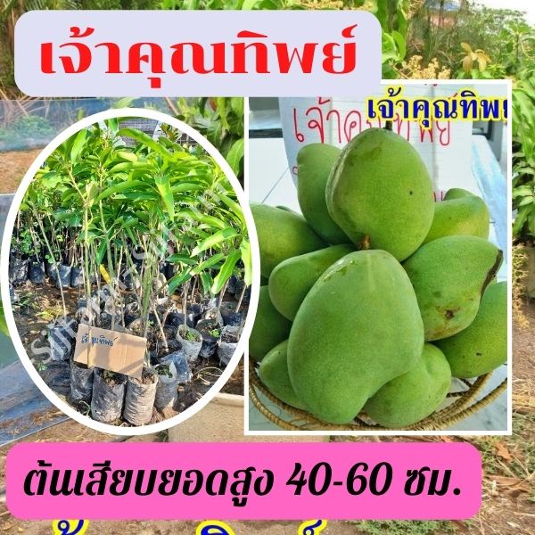 1 ต้น มะม่วงเจ้าคุณทิพย์ ต้นสูง 40-50 มีรสชาติดีทั้งผลดิบและสุก ผลสุกเนื้อแน่น ไม่มีเสี้ยน รสหวานจัด มีสินค้าพร้อมจัดส่ง