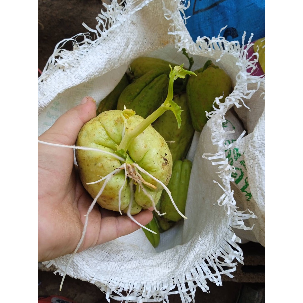 ต้นฟันธุ์ฟักแม้ว มะระหวาน พร้อมปลูก