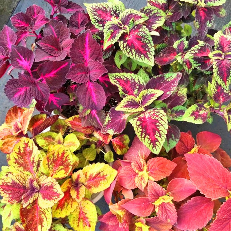 เมล็ดพันธุ์ฤาษีผสม100 เมล็ด Mix Colors Caladium Seeds Bonsai Flower Seeds Air Plants บอนสี เมล็ดบอนสี บอนสีหายาก ต้นไม้ม