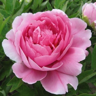 20 เมล็ด เมล็ดโบตั๋น ดอกโบตั๋น ดอกพีโอนี (Peony) สีชมพู Pink Peony