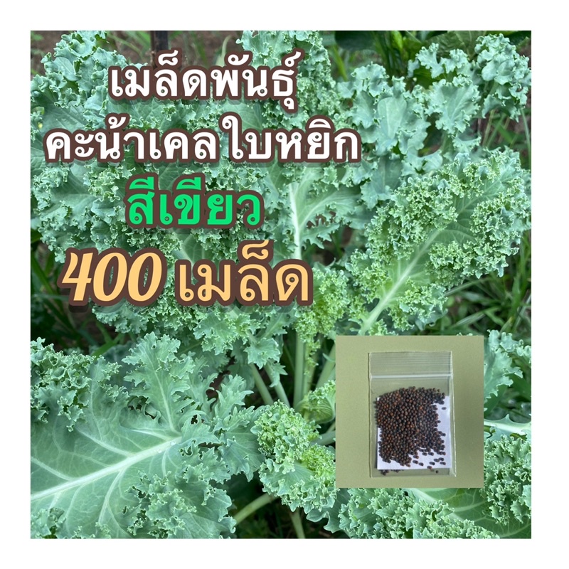 เมล็ดพันธุ์คะน้าเคลใบหยิก(สีเขียว)400เมล็ด