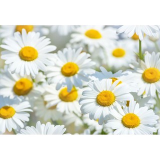 เมล็ดพันธุ์ ดอกคาโมมายล์ เยอรมัน (Common German Chamomile) บรรจุ 50 เมล็ด พันธุ์แท้100%