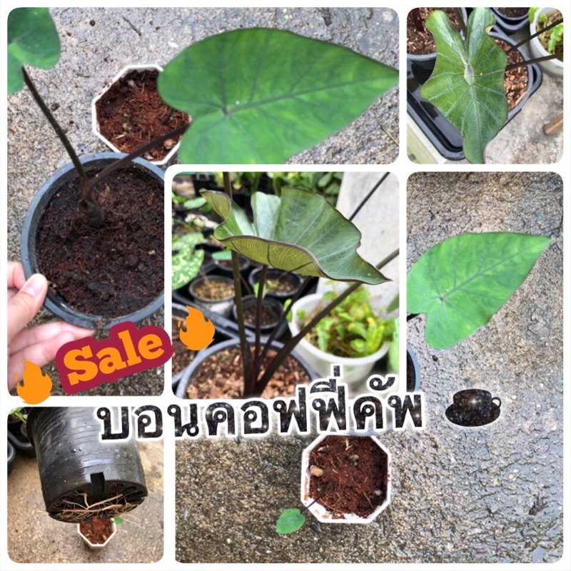 โคโลคาเซีย คอฟฟี่คัพ บอนถ้วยกาแฟ colocasia coffee cup