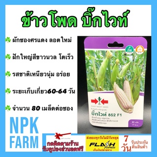 ผักซอง ศรแดง ข้าวโพด บิ๊กไวท์ จำนวน 80 เมล็ดต่อซอง เมล็ดพันธุ์ ลอตใหม่ ฝักใหญ่ รสชาติดี เหนียวนุ่ม ระยะเก็บเกี่ยว 60 วัน