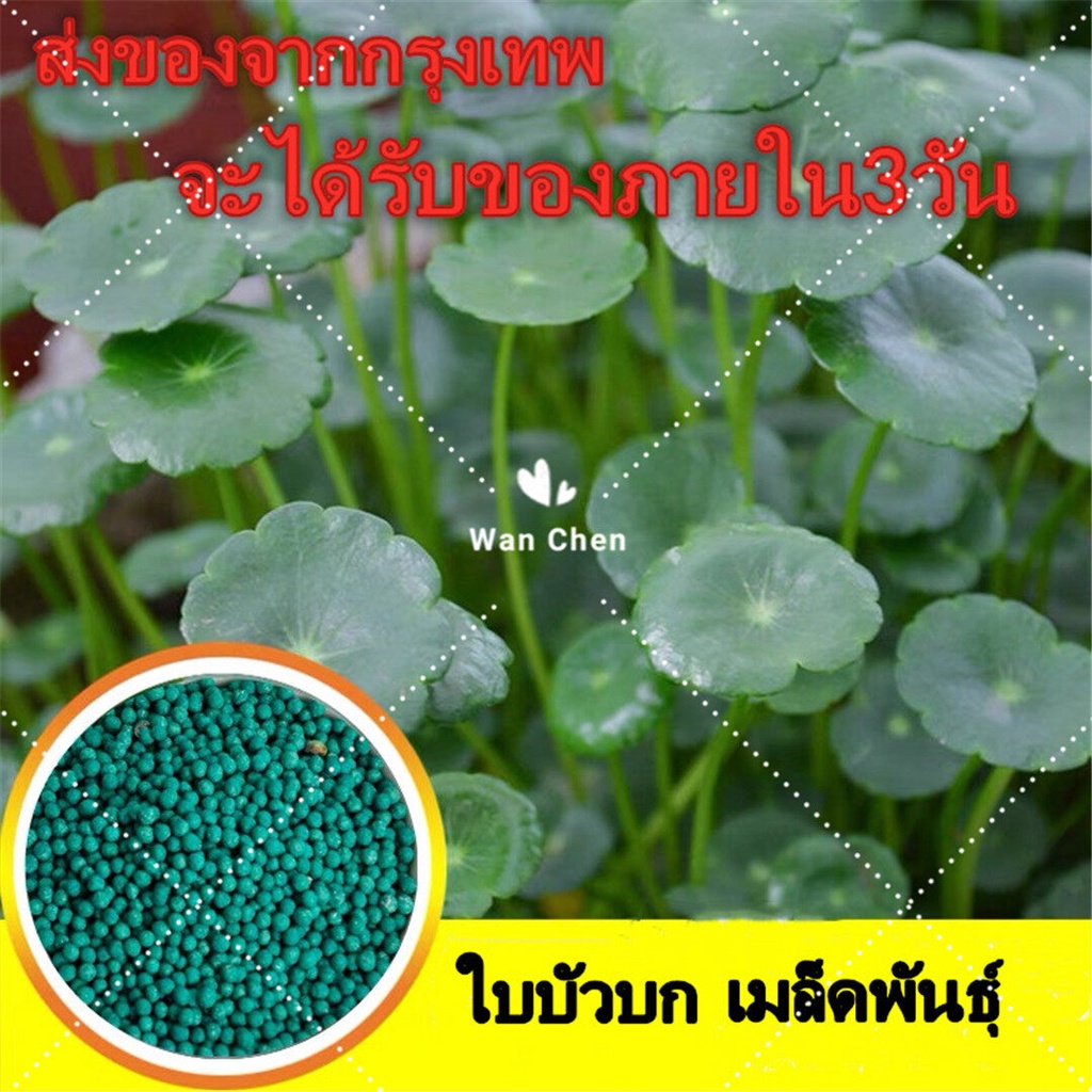 เมล็ดพันธุ์ สีผสม Copper Grass Pilea Seeds บอนสี 50เมล็ด Green Water