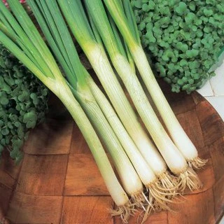 เมล็ดพันธุ์ ต้นหอมญี่ปุ่น (Tokyo Long White Bunching Onion Seed) บรรจุ 150 เมล็ด คุณภาพดี ของแท้ 100%