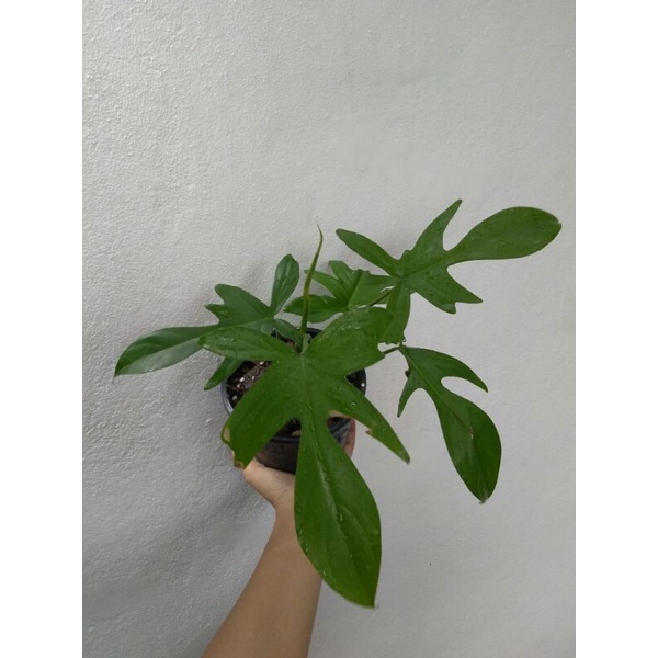 Philodendron Florida Ghost Mint