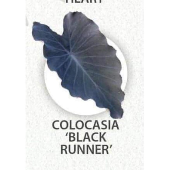 Colocasia 'Black Runner'