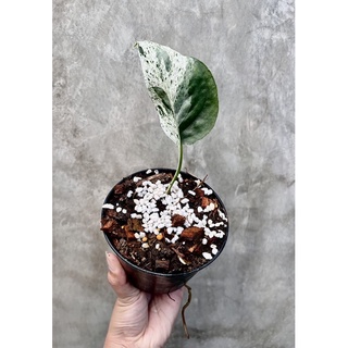 Epipremnum Pinnatum Marble Variegated อิพิมาเบิ้ล