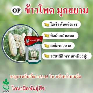 เมล็ดพันธุ์ข้าวโพดข้าวเหนียวสีขาว มุกสยาม ตรา ใบไม้ ขนาด 1ก ไดนามิคพันธุ์พืช White （นี่มันเมล็ดพืช ไม่ใช่พืช!）