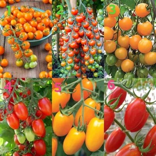 เมล็ดพันธุ์ มะเขือเทศ แบบหวาน ( Sweet Tomato Seed ) ซันโกลด์, ซุปเปอร์สวีท100, ซันชูก้า, ดอลเซ่วีต้า,โนว่า,โทนี่