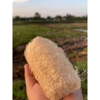 🍀เศษใยบวบ เซ็ต 3 ชิ้น สุดคุ้ม!!🍀 เศษใยบวบขัดตัว ใยบวบขัดผิว ใยบวบธรรมชาติ