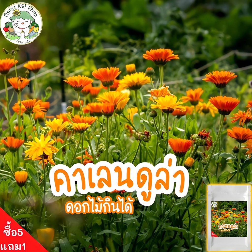 เมล็ดพันธุ์ คาเลนดูล่า ดาวเรืองหม้อ Calendula Seed 50 เมล็ด  เมล็ดพันธุ์แท้ นำเข้าจากต่างประเทศ ปลูกง่าย ไม่กลายพันธุ์